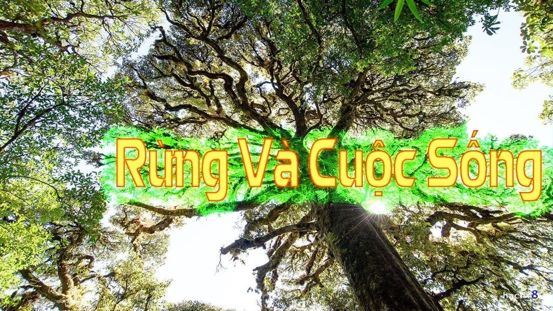 Rừng và cuộc sống, ngày 28-05-2025
